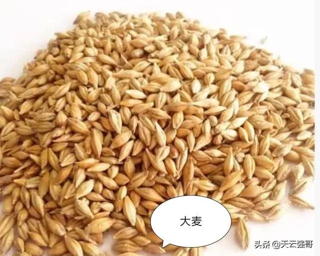 大麦和元麦有什么区别?