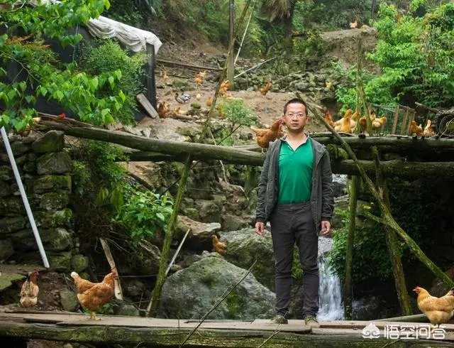 一个初入养殖行业新手,怎样更好的进行柴鸡养殖?需要注意什么?