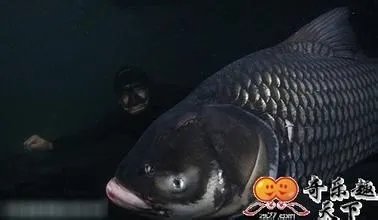 怎么钓暹罗鲤鱼