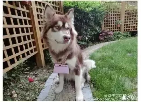 王思聪频繁约会网红，他的初恋是谁？