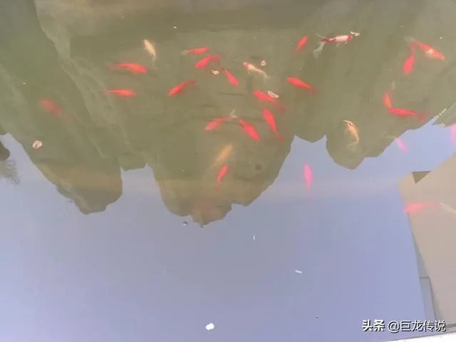 如何看待“金刻羽”事件?