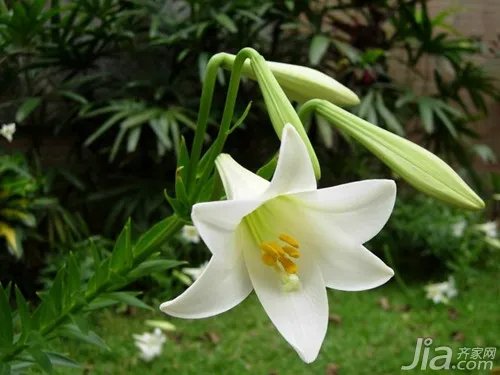 百合花代表什么 百合花的寓意