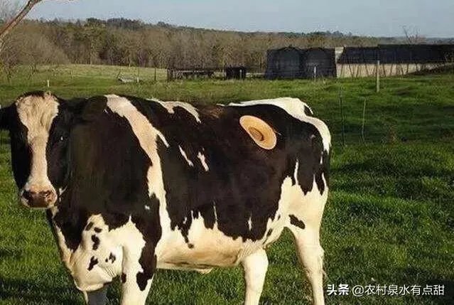 为什么要在奶牛身上挖个洞,还常常伸手去掏?难道它们不会痛吗?