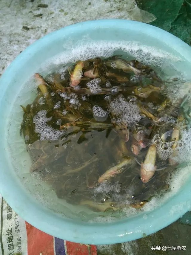池塘里没有放鱼,但是过一段时间有小鱼了,是怎么产生的呢?