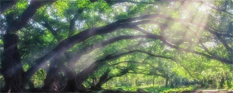 独木成林是什么树 独木成林的树是什么树
