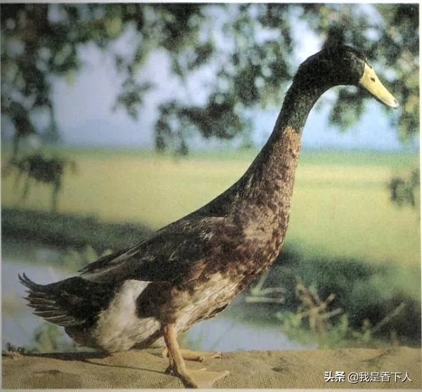 花生秧粉怎么喂鸭好?