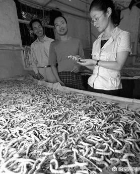 是自己养蚕好,还是成立合作社养蚕好?