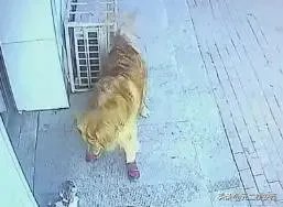 为什么佛山88岁老人被狗绊倒家属不追责?如何去理解这种做法?
