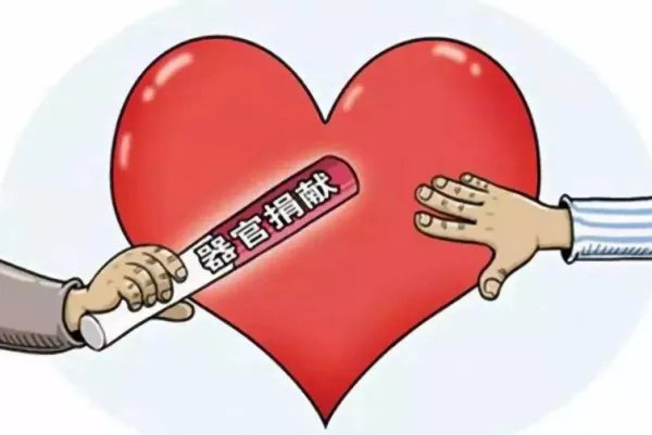 18岁女大学生捐献遗体，人体的哪些器官可以捐赠？