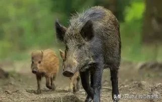 多地惊现野猪伤人事件,今又有村支书殉职,人猪大战何时是个头?