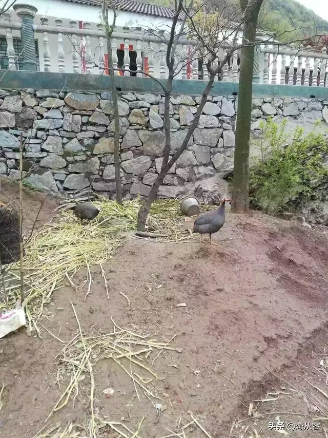养殖小鸡为什么经常被踩死，拧断脖子呢？养殖密度到底是多少个一平方较为较为适宜呢？