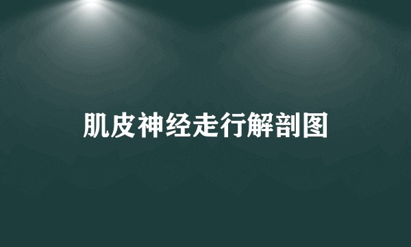 肌皮神经走行解剖图