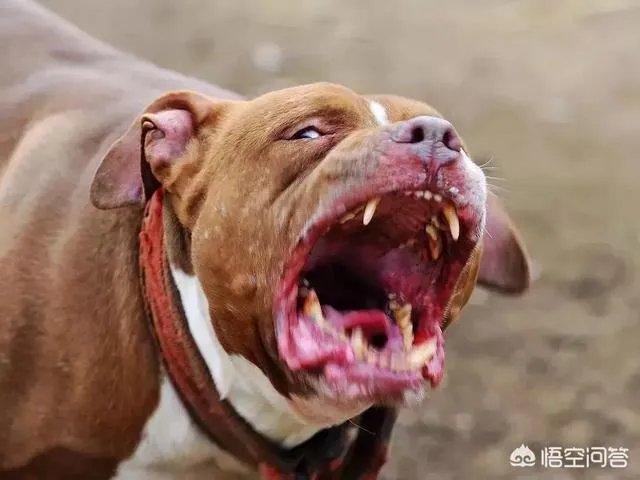 土狗能打的过比特犬吗?