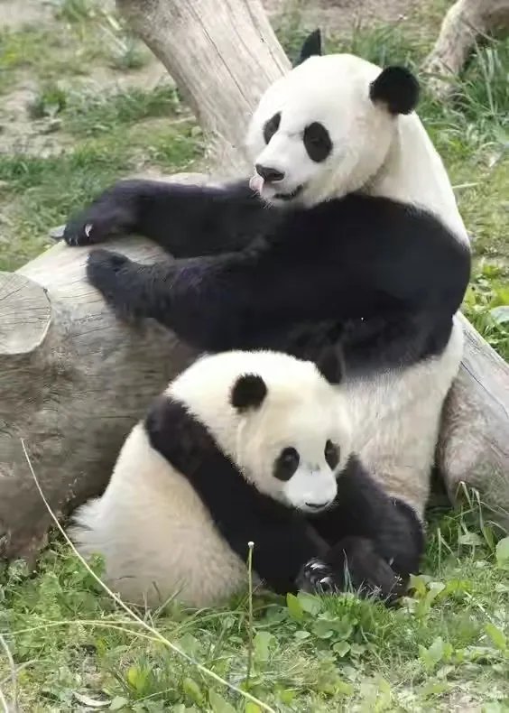 没有腰的大熊猫会长什么样子?