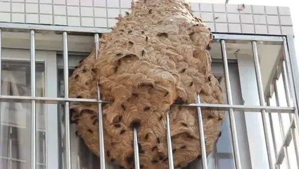 村民家门口连续5年都有马蜂筑巢，重约20斤，为什么用火烧都烧不掉呢？