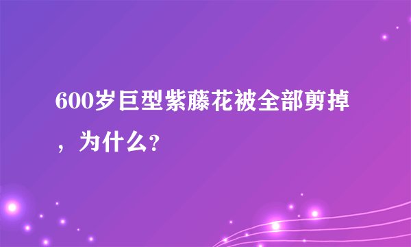 600岁巨型紫藤花被全部剪掉，为什么？