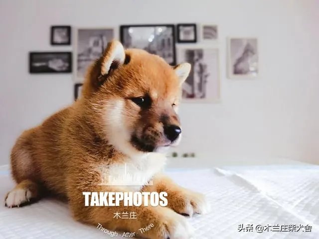 宠物美容用具的市场怎么样?