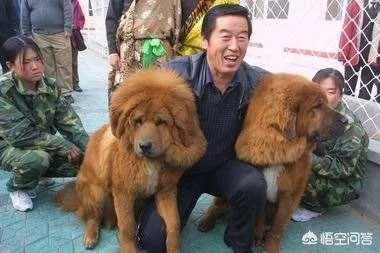 养藏獒，培养王军霞等奥运冠军，70多岁的马俊仁现状如何？