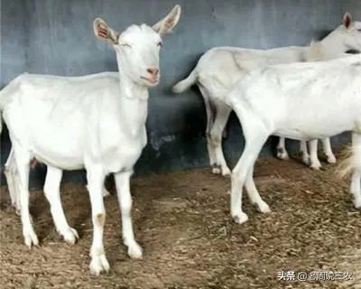 奶山羊都很瘦吗?养殖要注意什么?