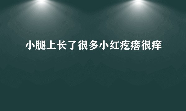 小腿上长了很多小红疙瘩很痒