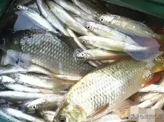 池塘里没有放鱼,但是过一段时间有小鱼了,是怎么产生的呢?