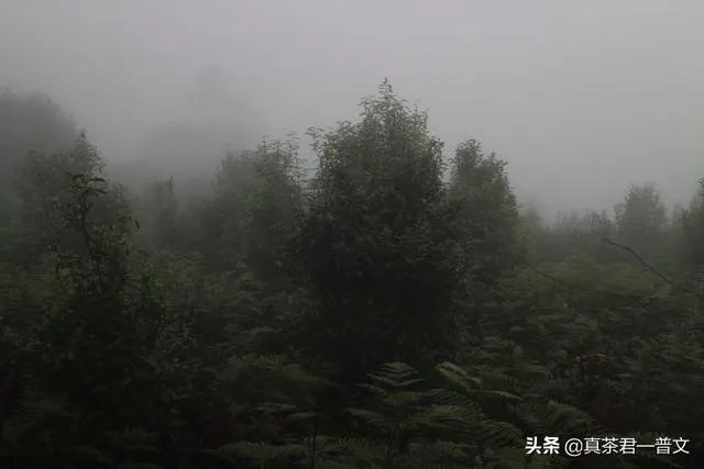 请你介绍几种临沧的古树茶?