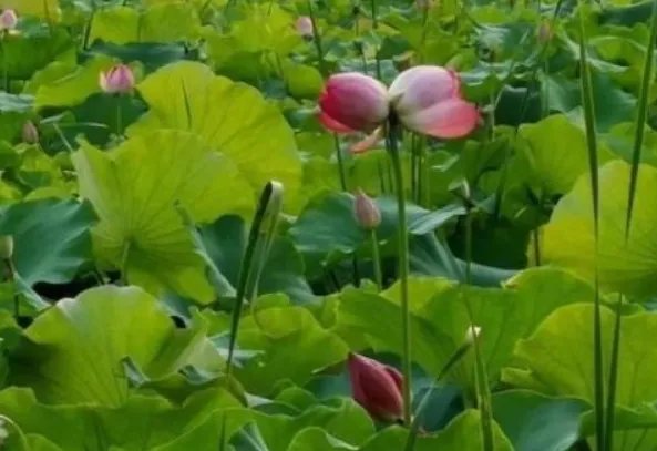 西溪湿地并蒂莲开花一天就被折,如何能证明是被人折的?