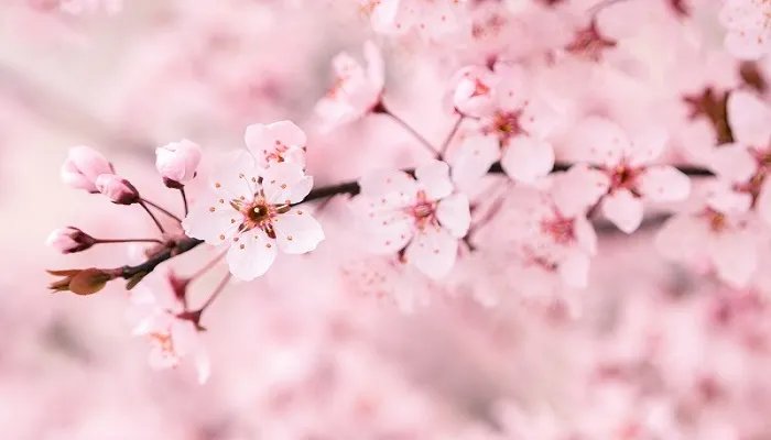 武汉大学樱花什么时候开