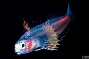 广西河池洞穴现珍稀水生物,如何有效地保护珍稀水生物?