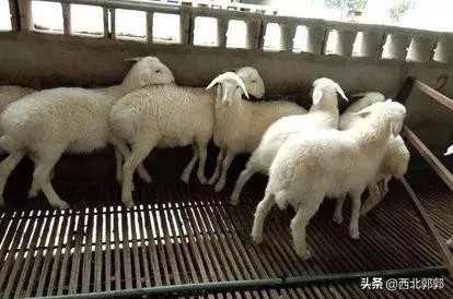 听说有些地方湖羊受欢迎是真的吗?为什么?