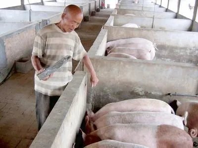 猪价8连跌,北方跌破7元,旺季不旺,养猪人深亏,中秋能涨吗?