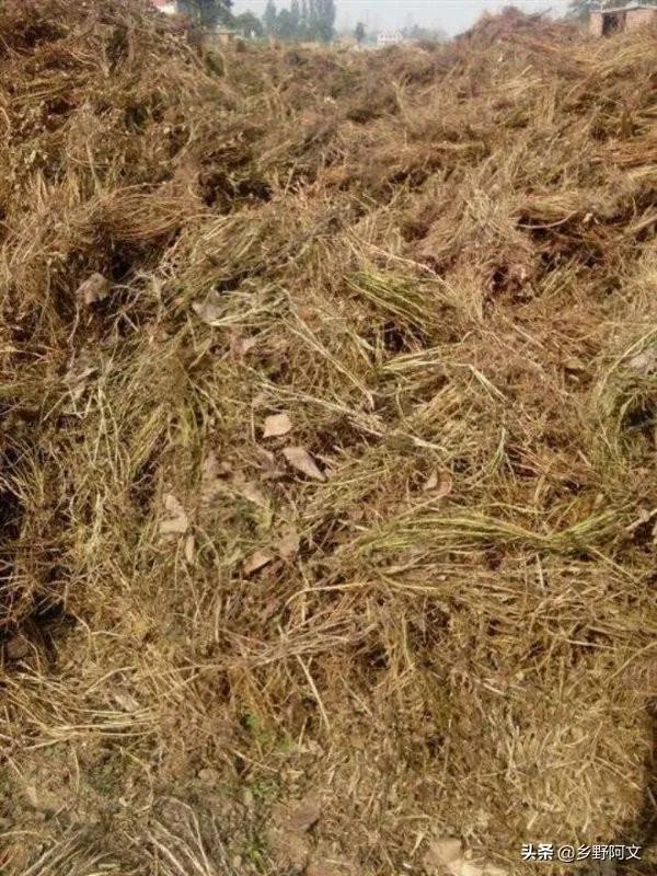 花生秧粉怎么喂鸭好?