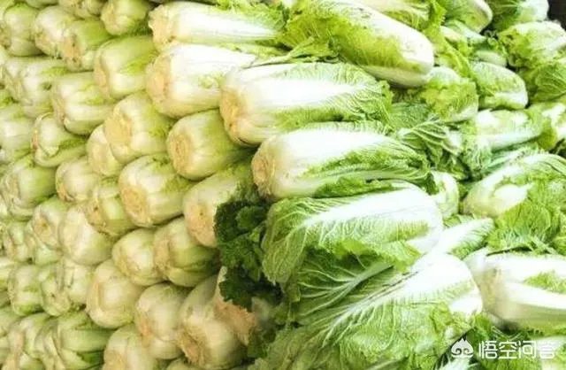 2018年白菜价格低吗？明年春季栽白菜能行吗？