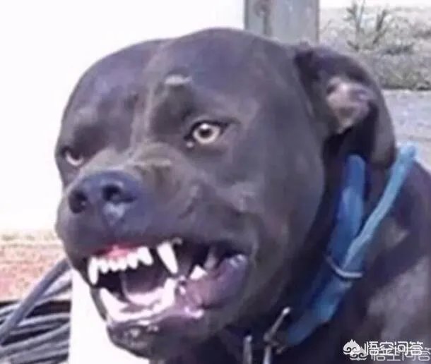 土狗能打的过比特犬吗?