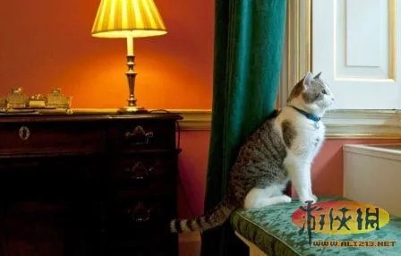 老汉公园遛老虎惊呆路人 揭秘世界牛人和他们的奇葩宠物