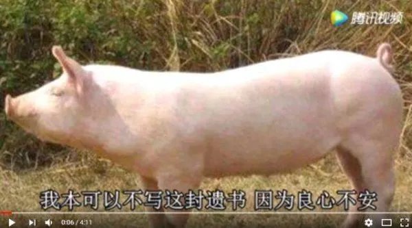 猪的遗书疯传,遗书写了什么内容?