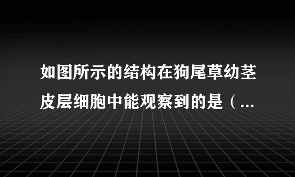 如图所示的结构在狗尾草幼茎皮层细胞中能观察到的是（）A.①②③④⑤B.①②③④C.①③④⑤D.①②③⑤