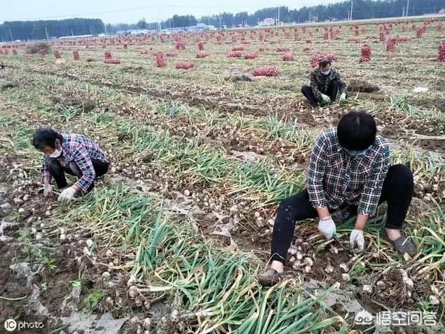 2019年会不会重现当年的“蒜你狠”?