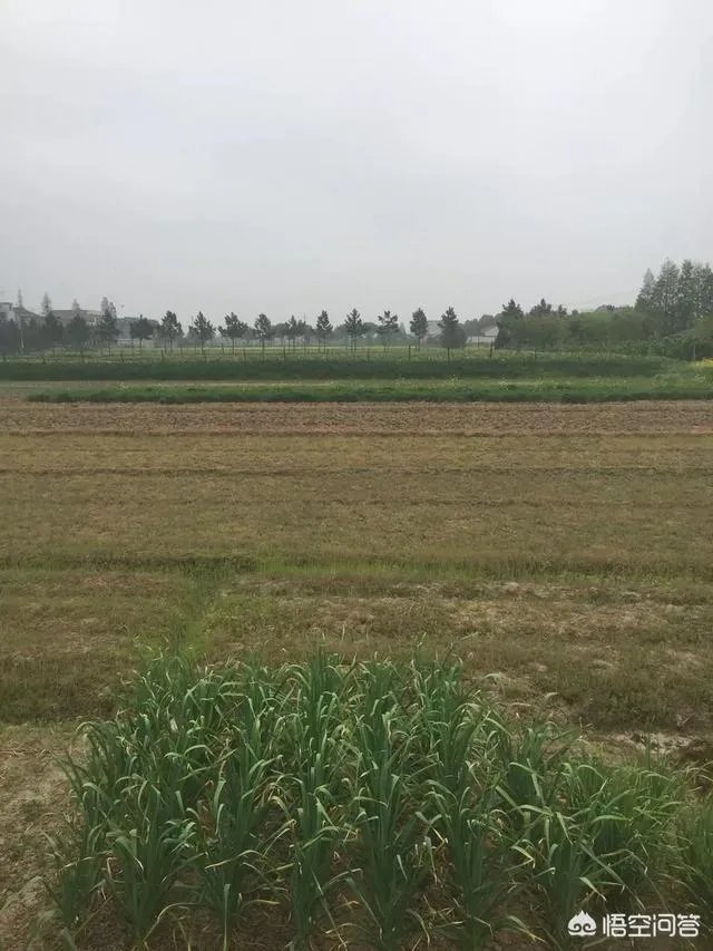 农村租地一亩地租金600,农民觉得划算吗?愿意租吗?