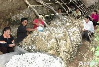 是自己养蚕好,还是成立合作社养蚕好?