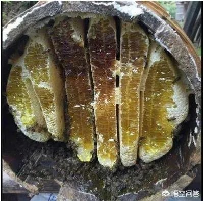 一个初入养殖行业新手,怎样更好的进行柴鸡养殖?需要注意什么?