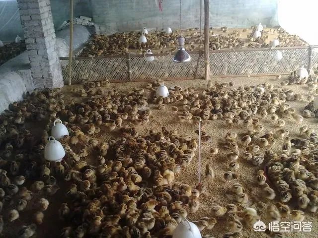 养殖小鸡为什么经常被踩死，拧断脖子呢？养殖密度到底是多少个一平方较为较为适宜呢？
