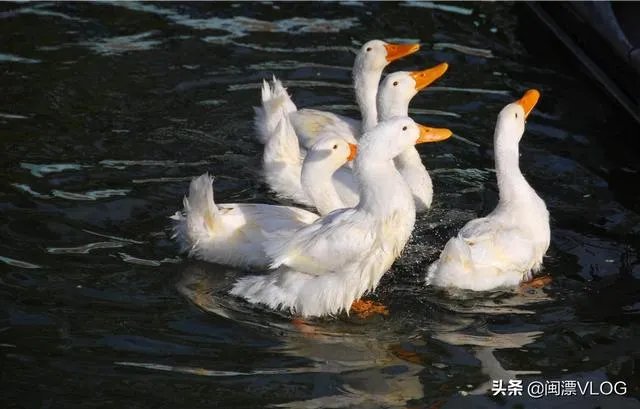 花生秧粉怎么喂鸭好?