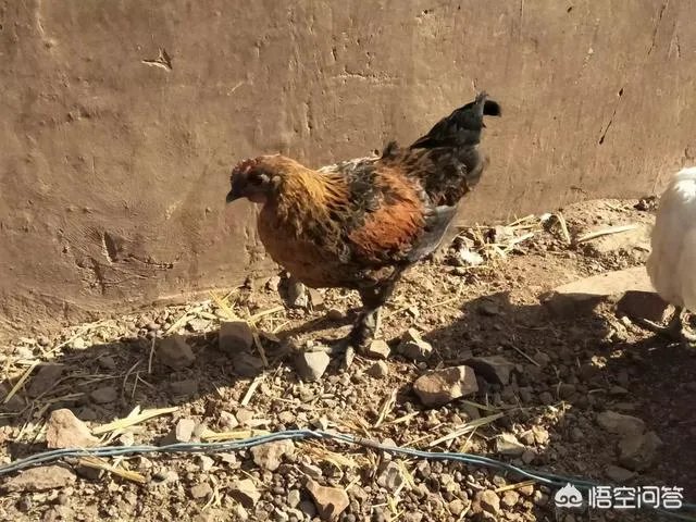 一个初入养殖行业新手,怎样更好的进行柴鸡养殖?需要注意什么?