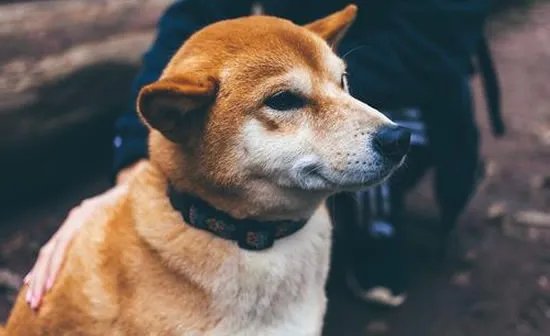 微笑狗为什么吓人?