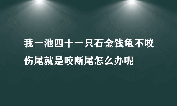 我一池四十一只石金钱龟不咬伤尾就是咬断尾怎么办呢