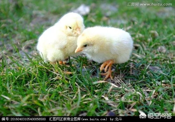 养殖小鸡为什么经常被踩死，拧断脖子呢？养殖密度到底是多少个一平方较为较为适宜呢？