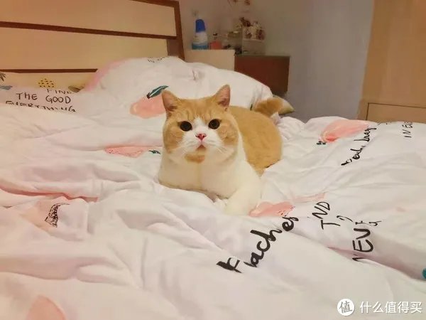 口碑好的幼猫粮是哪个牌子?很少有人知道这个品牌