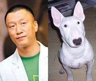 请问这种长得很像孙红雷的狗狗是什么品种？ 好乖~哪个知道叫什么名字？