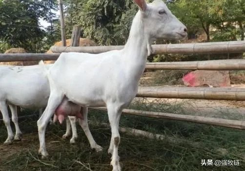 奶山羊都很瘦吗?养殖要注意什么?